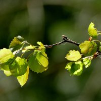 природа начала мая 1 :: Александр Прокудин