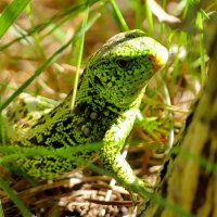 природа начала мая 4 :: Александр Прокудин природа начала мая 4 :: Александр Прокудин