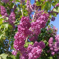 Запах сирени манит :: Татьяна Пальчикова