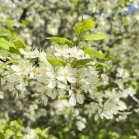 ***цветет и радует вишенка*** :: Olga Oskolkova ***цветет и радует вишенка*** :: Olga Oskolkova