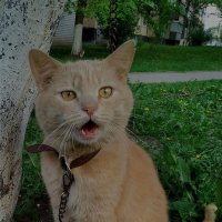 Отпустите меня... :: Валентина  Нефёдова 