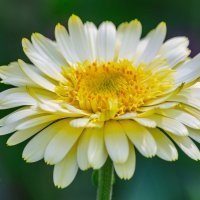 *** :: Виктор Иванович Чернюк