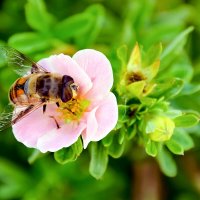 Весна :: Виктор Орехов