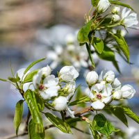 Снова май! :: Dmitry i Mary S Снова май! :: Dmitry i Mary S