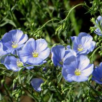 Небесный ленок :: Татьяна Смоляниченко Небесный ленок :: Татьяна Смоляниченко