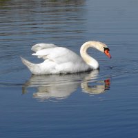 Лебедь :: Рита Симонова