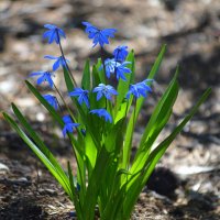 Под покровом соснового леса :: Татьяна Лютаева