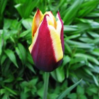 Красавчик :: Людмила Смородинская Красавчик :: Людмила Смородинская