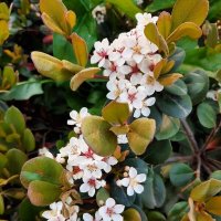 РАФИОЛЕПИС :: Tata Wolf