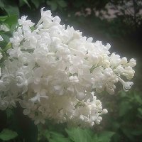 Белая сирень :: Елена Семигина Белая сирень :: Елена Семигина