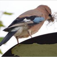Работяга :: Сеня Белгородский