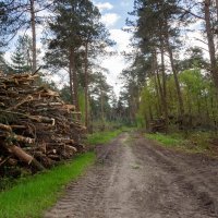 На свежем воздухе... :: Николай Гирш