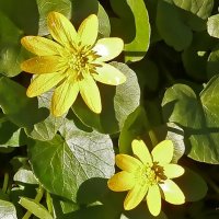 Чистяк весенний :: Ольга Довженко