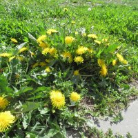 Желтые и скоротечные :: Андрей Макурин