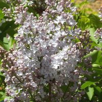 Сирень :: Freddy 97