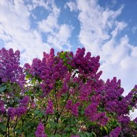 Сирень :: Татьяна Пальчикова