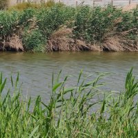 Река Лахиш. :: Светлана Хращевская Река Лахиш. :: Светлана Хращевская