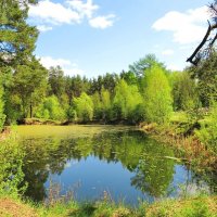 Лесной прудик :: Андрей Снегерёв