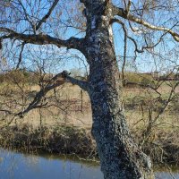 Берёза на берегу Молокчи :: Денис Бочкарёв Берёза на берегу Молокчи :: Денис Бочкарёв