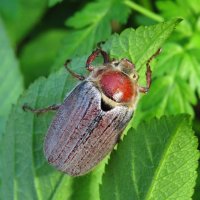 Взбираясь на листок :: Андрей Снегерёв