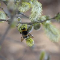 Месяц май :: Наталья Герасимова