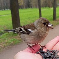 Зяблик :: Сапсан 