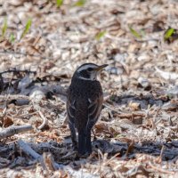 Белобровик. :: Виктор Иванович Чернюк