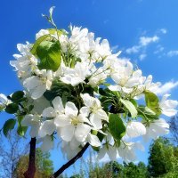 Безудержно весеннее. :: Татьяна Помогалова Безудержно весеннее. :: Татьяна Помогалова