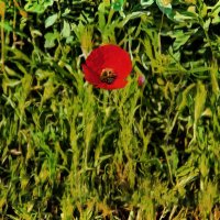 Мак :: Анатолий Чикчирный Мак :: Анатолий Чикчирный