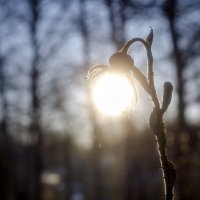 Обнимая Солнышко :: Lyubov Busova