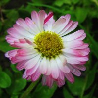 Красавица маргаритка :: Людмила Смородинская Красавица маргаритка :: Людмила Смородинская