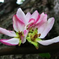 Яблоня цветёт :: Людмила Смородинская