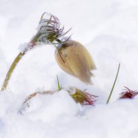 Майский снег :: Марина Фомина.