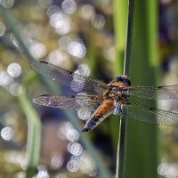 Про стрекозу :: Андроник Александр Про стрекозу :: Андроник Александр