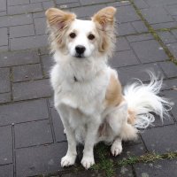 Братья наши меньшие... :: Рита Симонова