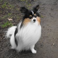 Братья наши меньшие... :: Рита Симонова