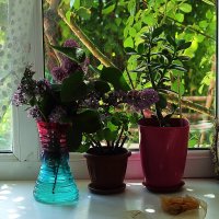 На окошке :: Юрий Гайворонскiий На окошке :: Юрий Гайворонскiий