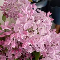 Сиреневый цвет :: Елена Семигина