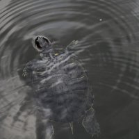 Турция :: Елена Шаламова