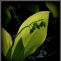 С ландышем... :: Aleksandr Gal