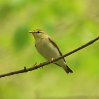 Пеночка трещетка :: Алексей . Пеночка трещетка :: Алексей .
