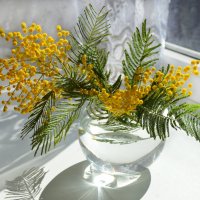 Весенний,  мимоза :: Надежда Куркина 