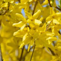 Форзиция :: Надежда Куркина 