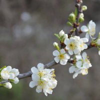 Слива расцвела,  сад  стоит в белоснежном уборе... :: Надежда Куркина 