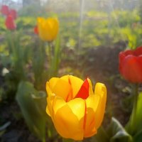 Солнце в бокале :: Татьяна Пальчикова