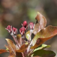 Бутоны :: Наталия Григорьева