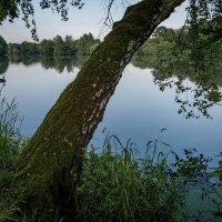 У берёзы... :: Николай Гирш