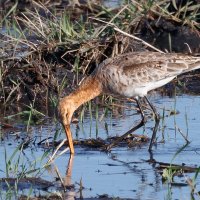 Большой веретенник :: Георгий Кулаковский