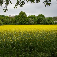 Рапсовое поле. :: Lucy Schneider 