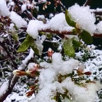 2 май 2025 г.    Вишня в снегу... :: veilins veilins